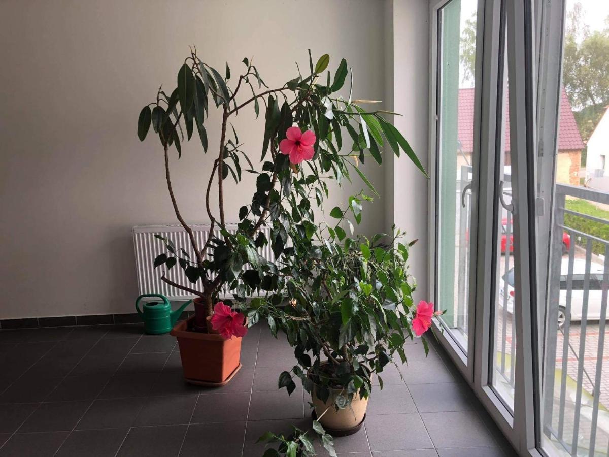 Apartman Na Lukach - Kopretina Třeboň Dış mekan fotoğraf